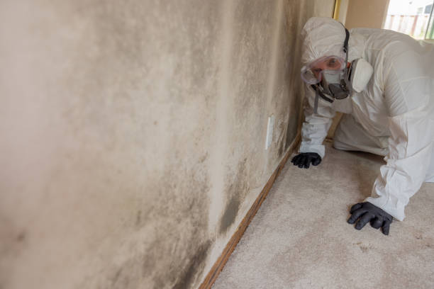 Best Environmental Consulting for Mold Prevention  in Fall River, WI