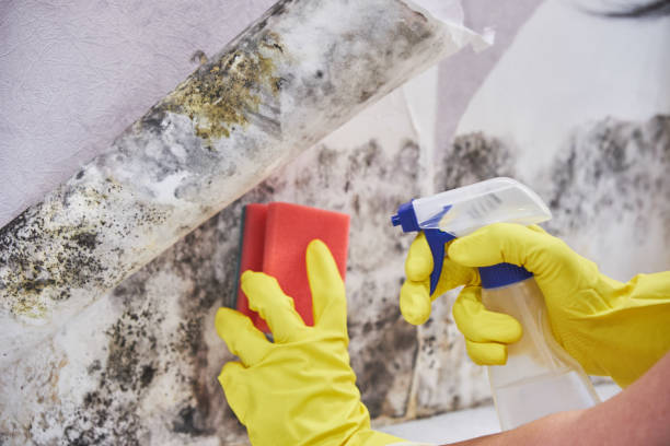 Best Mold Remediation for Rental Properties  in Fall River, WI