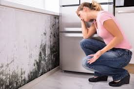 Best Air Quality Testing for Mold Spores  in Fall River, WI